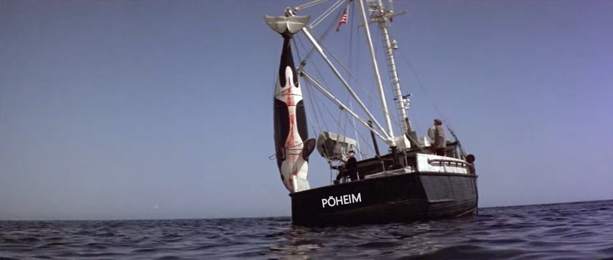 Orca, der Killerwal